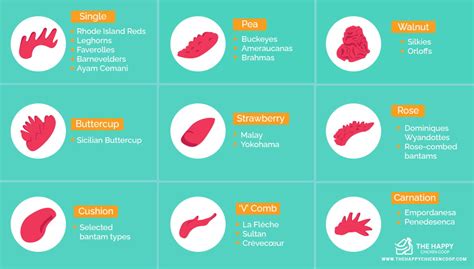 Everything You Need To Know About Chicken Combs