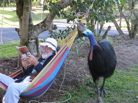 Old man and cassowary, casually kicking it. | Animals, Cute animals, Cassowary