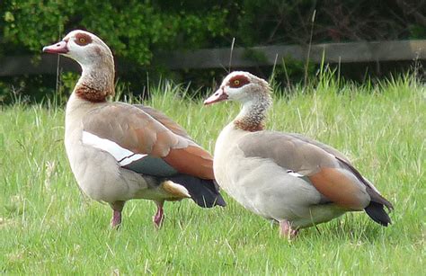 10 Popular Domestic Geese Breeds And Their Predators – The Poultry Guide