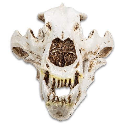 Replica Polar Bear Skull Crafted Of Resin,