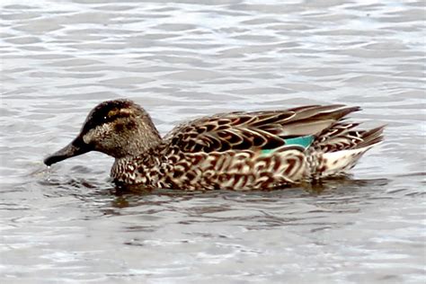 Green-winged-Teal-female-swimmingTompkins-Co-NY-10Mar13-kjm_3203-542_ac_r | Bird Academy • The ...