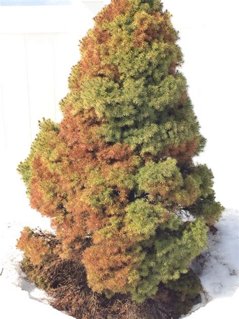 Problems With Dwarf Alberta Spruce