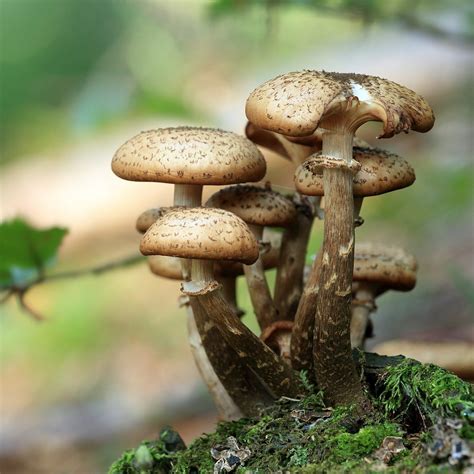 MEDICINAL MUSHROOMS - The List of 14 Most Popular Medicinal Mushrooms ...