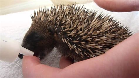 Feeding baby hedgehog - YouTube