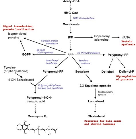 Coenzyme / Difference Between Coenzyme Vs Cofactor : Maybe you would like to learn more about ...