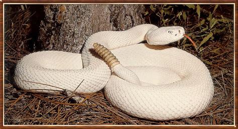 Albino Diamondback Rattlesnake Striking