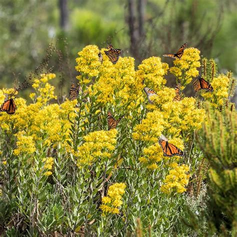 Showy Goldenrod Seeds - 200 Seeds - Joyful Butterfly