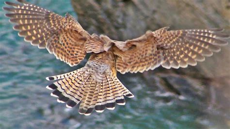 Kestrel Hovering and Hunting in Cornwall - YouTube