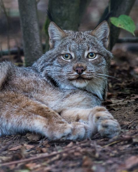 canadian lynx 2 - International Society for Endangered Cats (ISEC) Canada