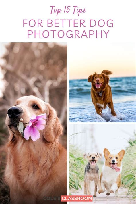 Dog Photography Tips for Every Animal Lover | Dog photography, Animal ...