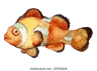 Watercolor Sketch Fish On White Background Stock Illustration 337920104 ...