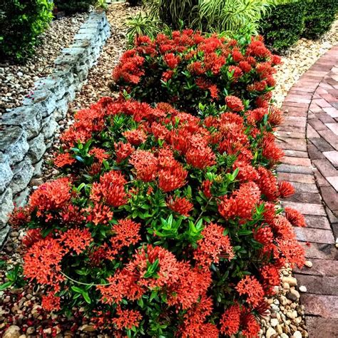 Ixora Dwarf Assorted | PLANTS WHITSUNDAY