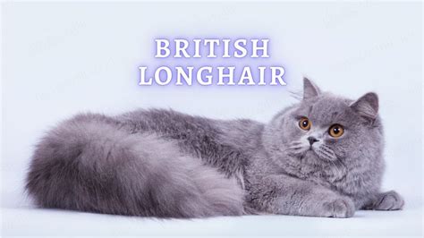 British Longhair Cat: Personality, Colors and Grooming Needs