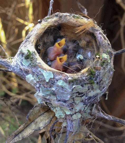 Baby Hummingbirds Leave The Nest. These Are the Cutest Bird Photos Ever. – Cube Breaker