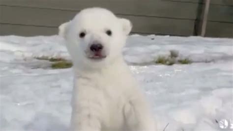 Baby polar bear plays in the snow