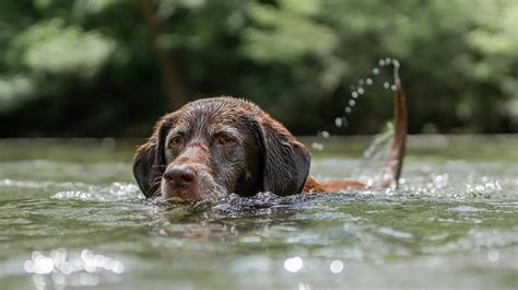 19 Best Water Dog Breeds (With Pictures)