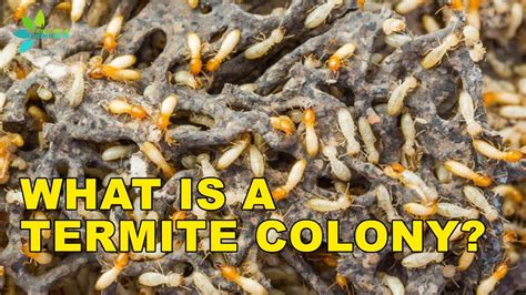 Termite Colonies: How Termite Colonies are Formed - YouTube