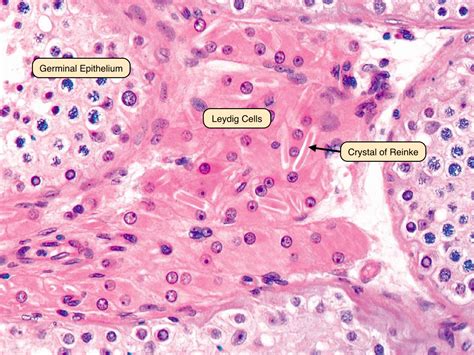 Testis Interstitial Cells