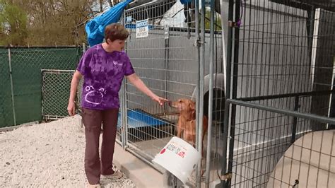 Growing concerns for local animal shelters as donations decrease during COVID-19 outbreak | WLOS