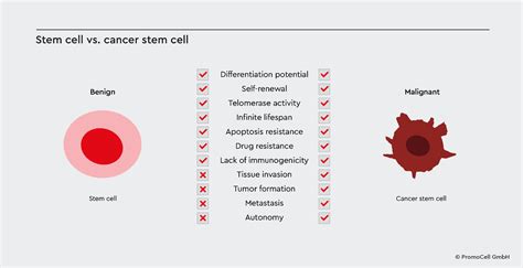 Cancer stem cells and their relation to tumor biology