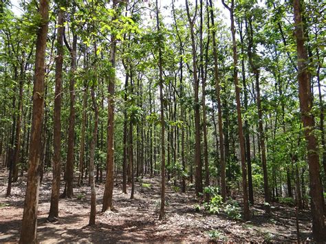 Teak Forests Dandeli Karnataka - Free photo on Pixabay - Pixabay