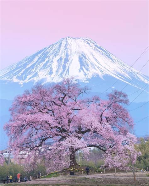 Pin by J J on Landscapes | Sakura tree, Mount fuji japan, Japan sakura