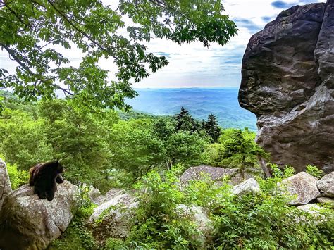 Appalachian Black Bear Photograph by Lorri M Barry Photography - Fine ...