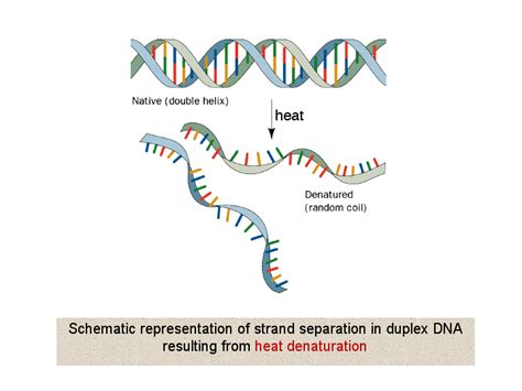 Schematic representation of strand separation in duplex DNA resulting from heat denaturation ...