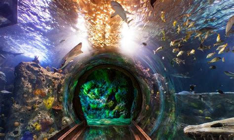 SEA LIFE Michigan Aquarium - From $14 - Auburn Hills, MI | Groupon