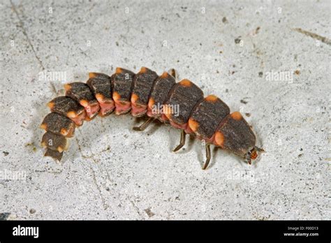 glowworm, glow-worm, great European glow-worm beetle (Lampyris noctiluca), beetle larva of the ...