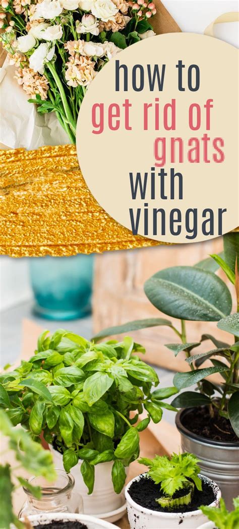 How To Get Rid Of Gnats In Houseplants With Vinegar - Latest News