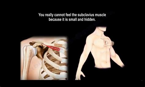 Anatomy Of The Subclavius Muscle — OrthopaedicPrinciples.com