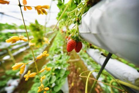 Genting Strawberry Leisure Farm in Genting Highlands