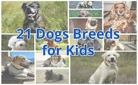 21 Best Dog Breeds for Kids - They’ll Love You for This!