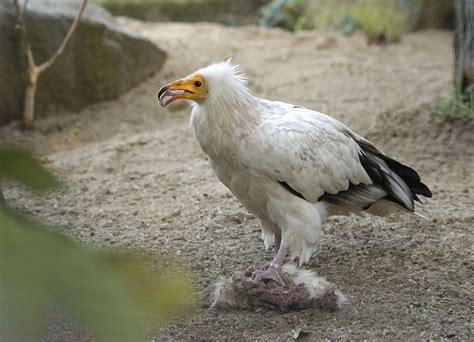 Egyptian Vulture