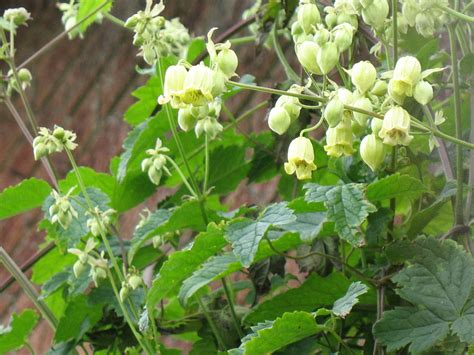 CLEMATIS JINGLE BELLS WINTER BEAUTY — BBC Gardeners' World Magazine