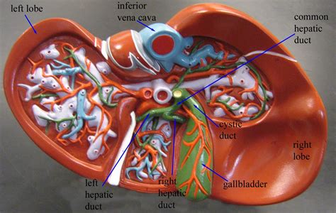 Image result for anatomy digestive system lab model | Liver anatomy, Basic anatomy and ...