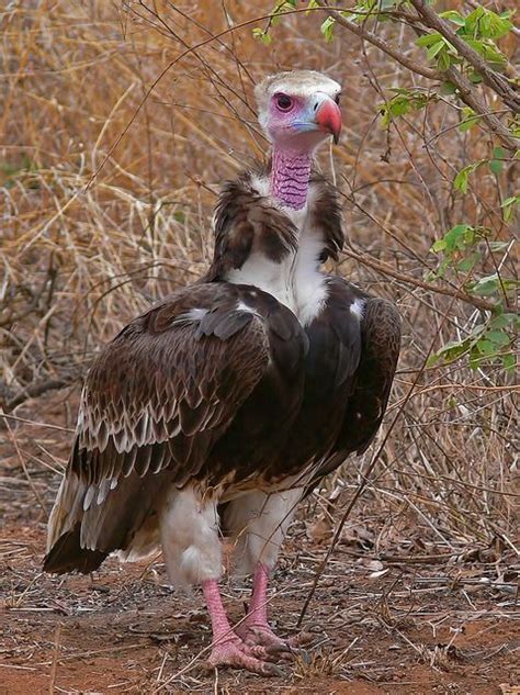 Funny Wildlife, White-headed Vulture (Trigonoceps occipitalis) by... | Exotic birds, Beautiful ...