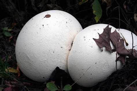 Giant Puffball Mushrooms | Flickr - Photo Sharing!