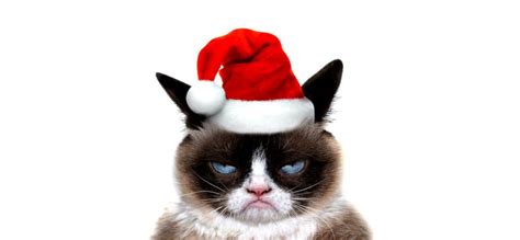 Grumpy Cat Christmas Wallpapers - Top Free Grumpy Cat Christmas Backgrounds - WallpaperAccess