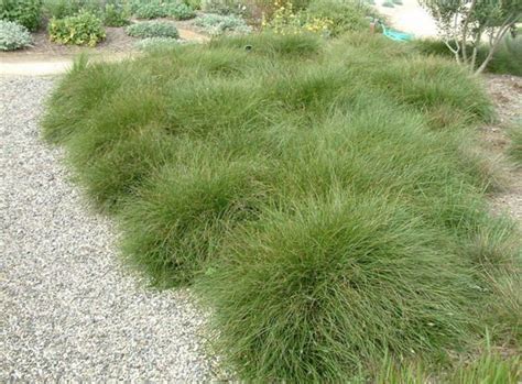 6 Reasons Why Carex Tumulicola Is The Next Level Of Gardening? | Grasses landscaping, California ...