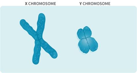 X-DNA | AncestryDNA® Learning Hub