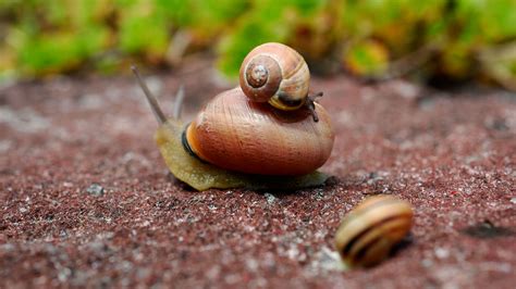 Scientists found a painkilling chemical in venomous snails that could be an alternative to ...