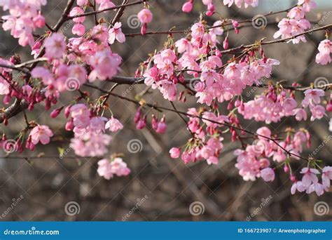 Spring Cherry Blossoms in Full Blossom on Jeju Island Stock Image ...