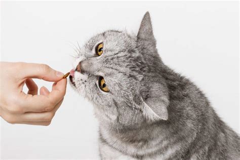 6 Home Remedies For Worms in Cats! Natural Dewormer For Cats