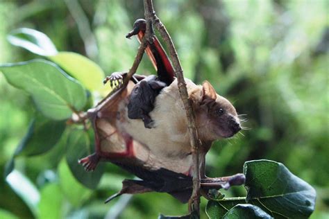 A female fruit bat roosts with her pup in our spotting of the day ...