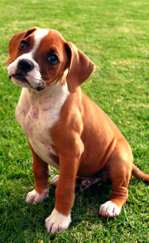 Boxer Dog Breed » Information, Pictures, & More