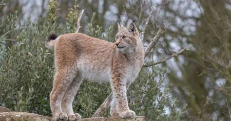 Bobcat Animal Behavior - AnimalBehaviorCorner