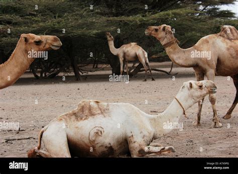 Kenya chalbi desert kalacha oasis hi-res stock photography and images ...