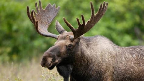 Moose facts